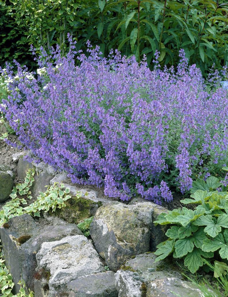 Nepeta racemosa 'Blue Wonder'